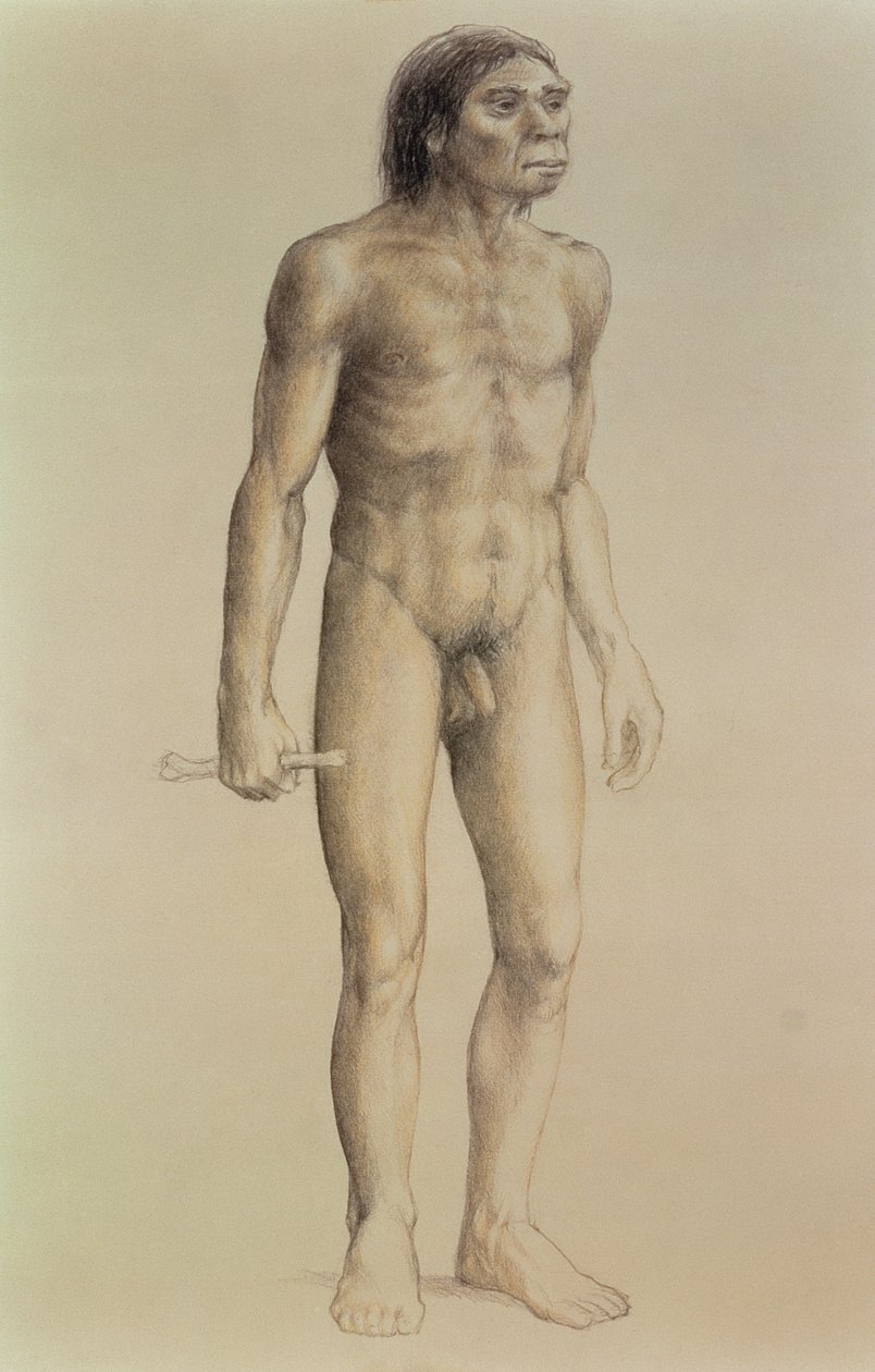 Homo erectus von English School