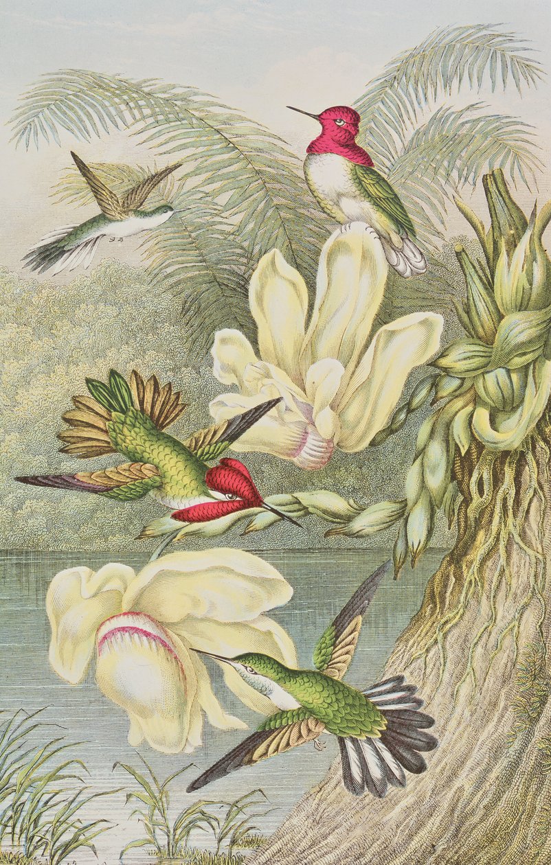 Kolibris unter tropischen Blumen von English School