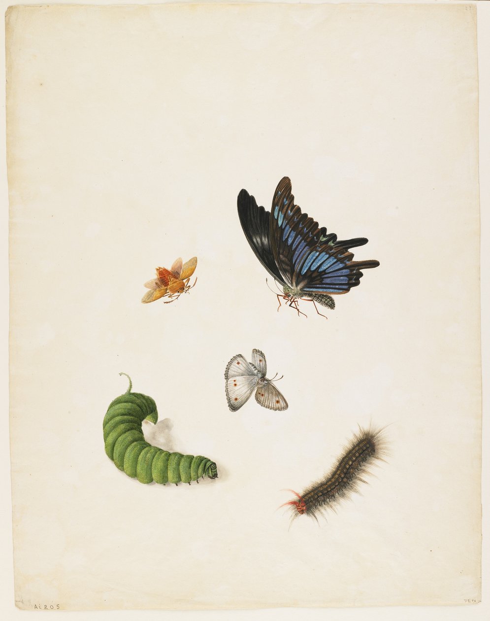 Insekten, ca. 1805 von English School