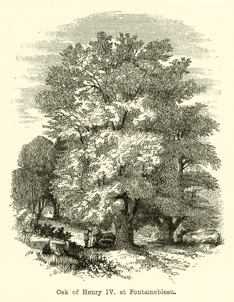 Eiche von Heinrich IV. in Fontainebleau (Gravur) von English School