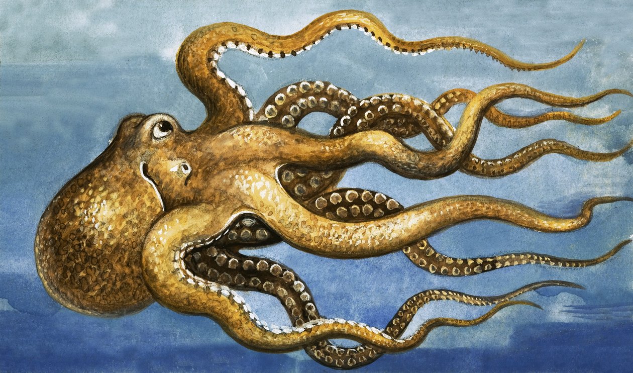 Oktopus von English School