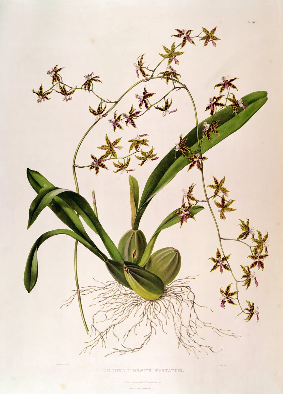 Odontoglossum Hastatum (handkolorierter Stich) von English School