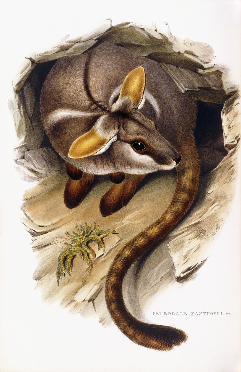 Petrogale Xanthopus von English School