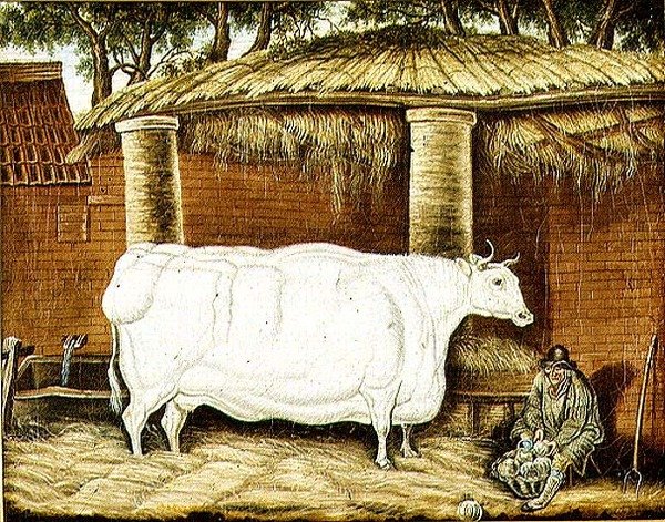 Primitiver Ochse von English School