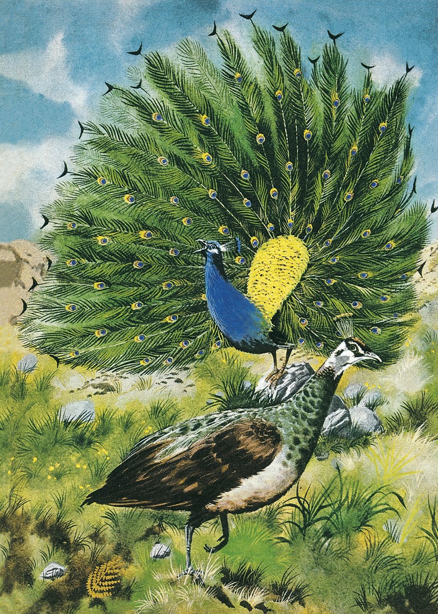 Stolz wie ein Pfau von English School