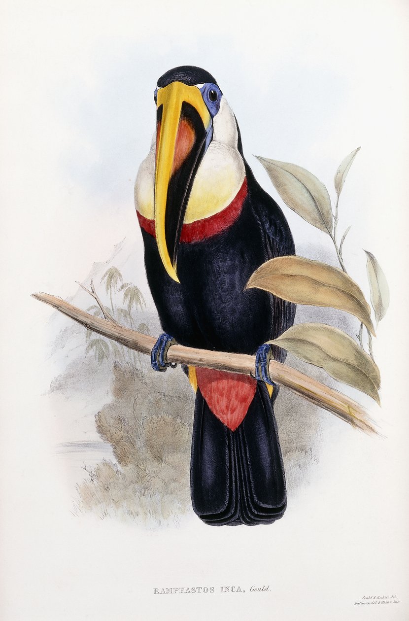 Ramphastos Inca von English School