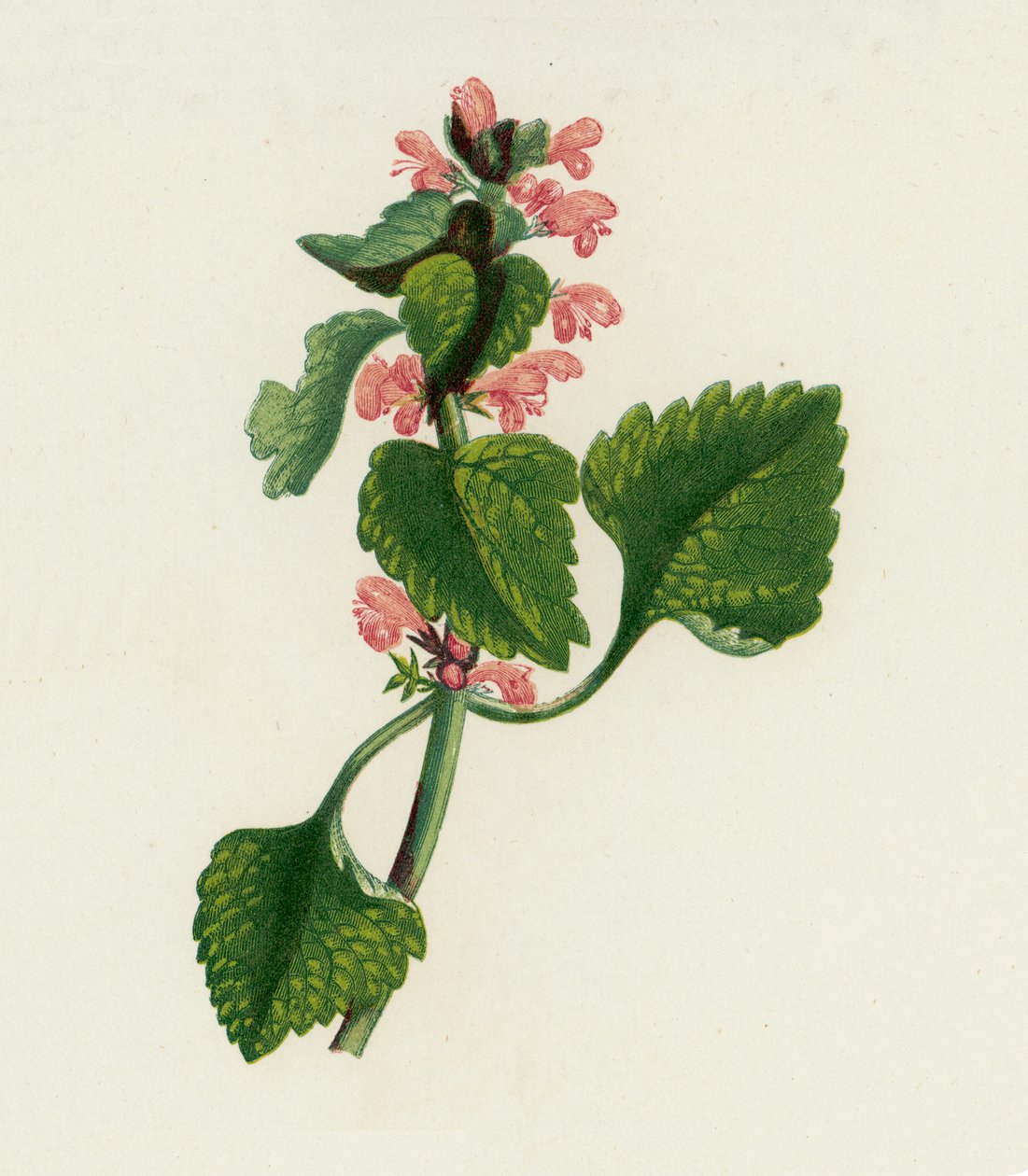 Rote Taubnessel, Lamium Purpureum von English School