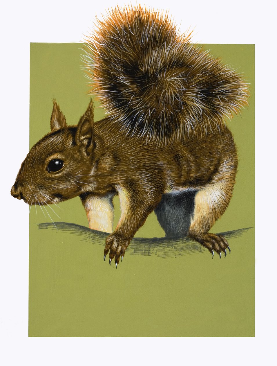 Rotes Eichhörnchen von English School