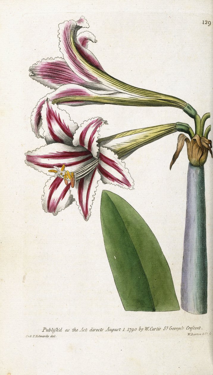 Rot-weiß gestreifte Lilie, 1799-1810 von English School