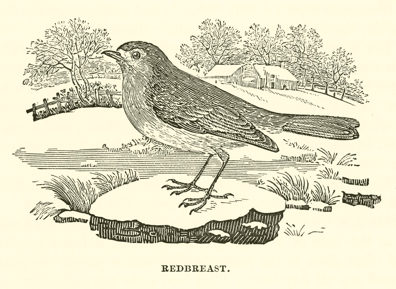 Rotkehlchen (Gravur) von English School