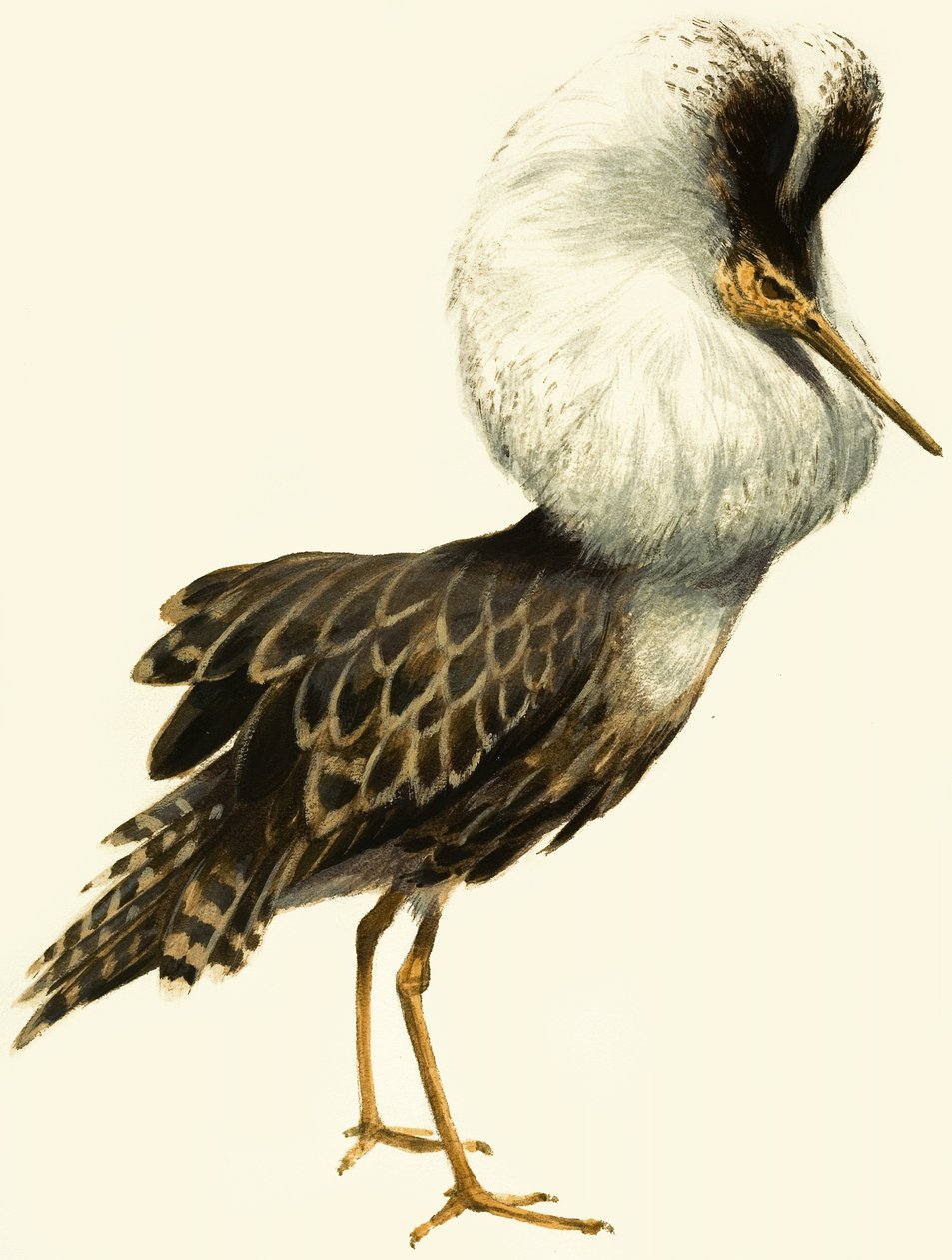 Kampfläufer von English School