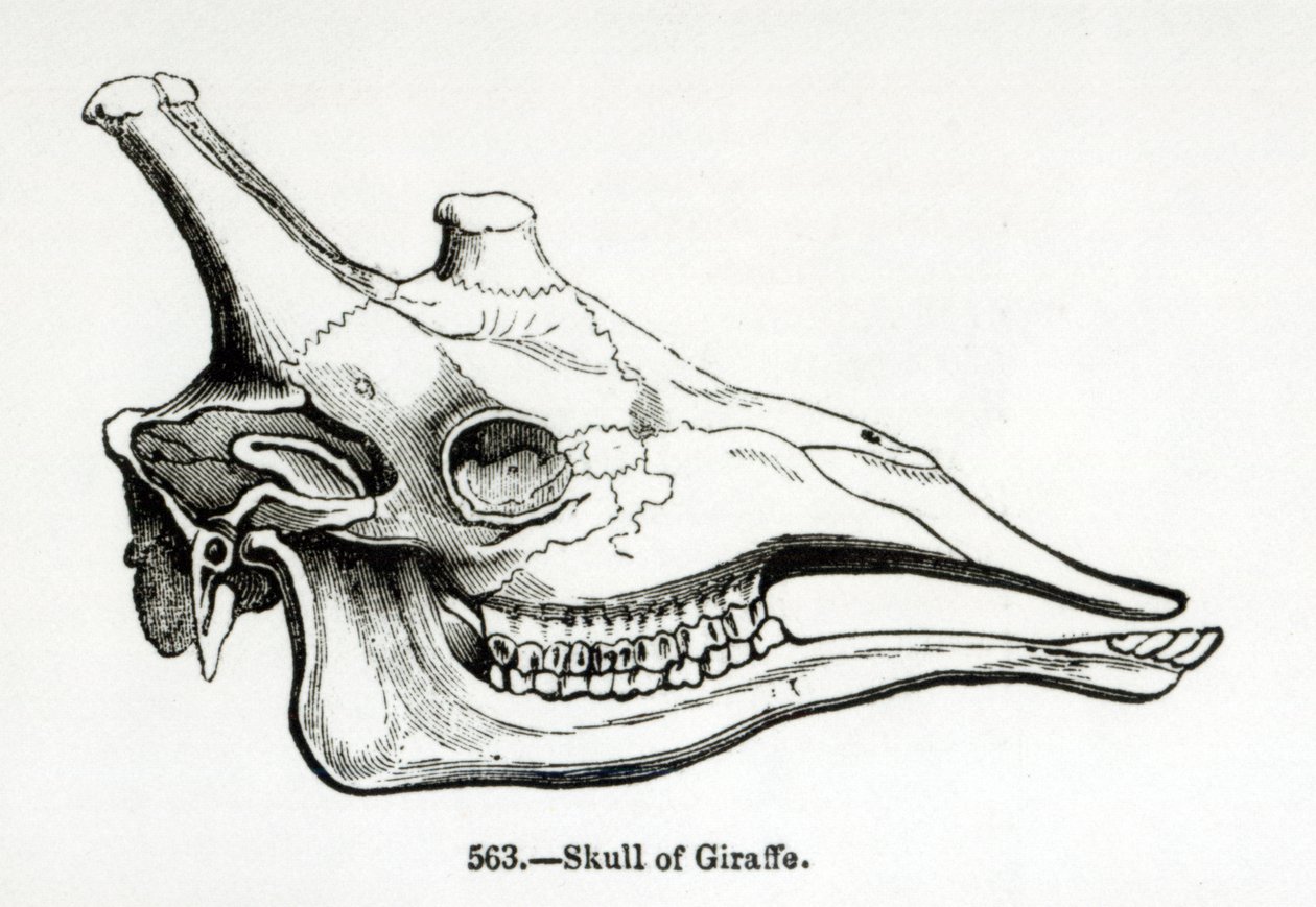 Schädel einer Giraffe von English School