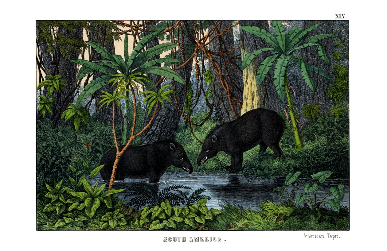 Tapir von English School
