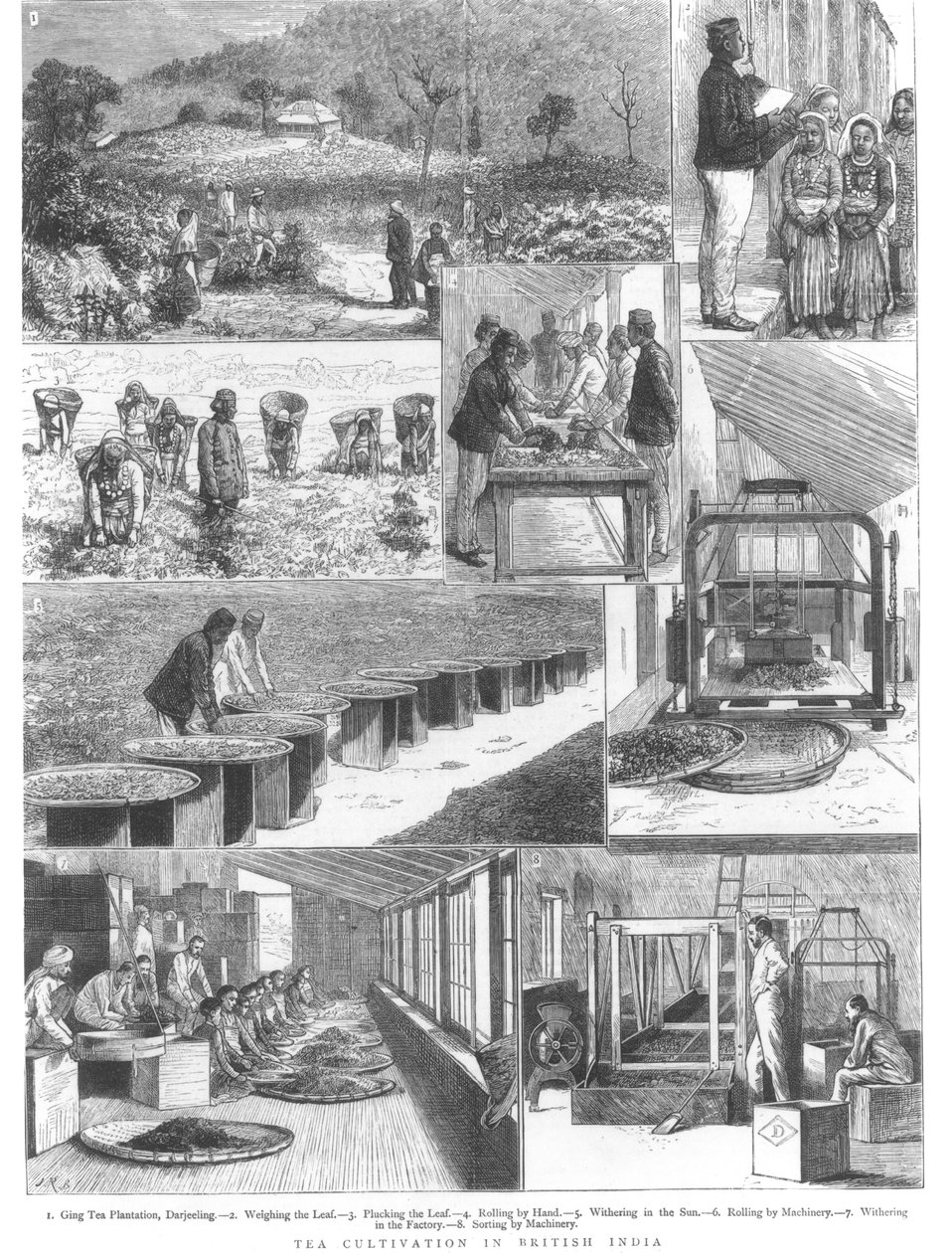 Teekultivierung in Britisch-Indien, 1876 von English School