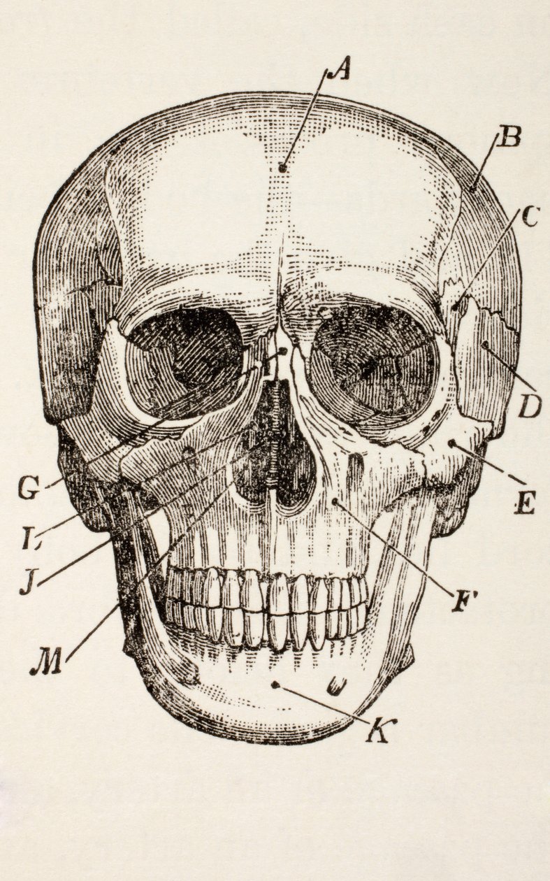 Der menschliche Schädel, um 1890 von English School