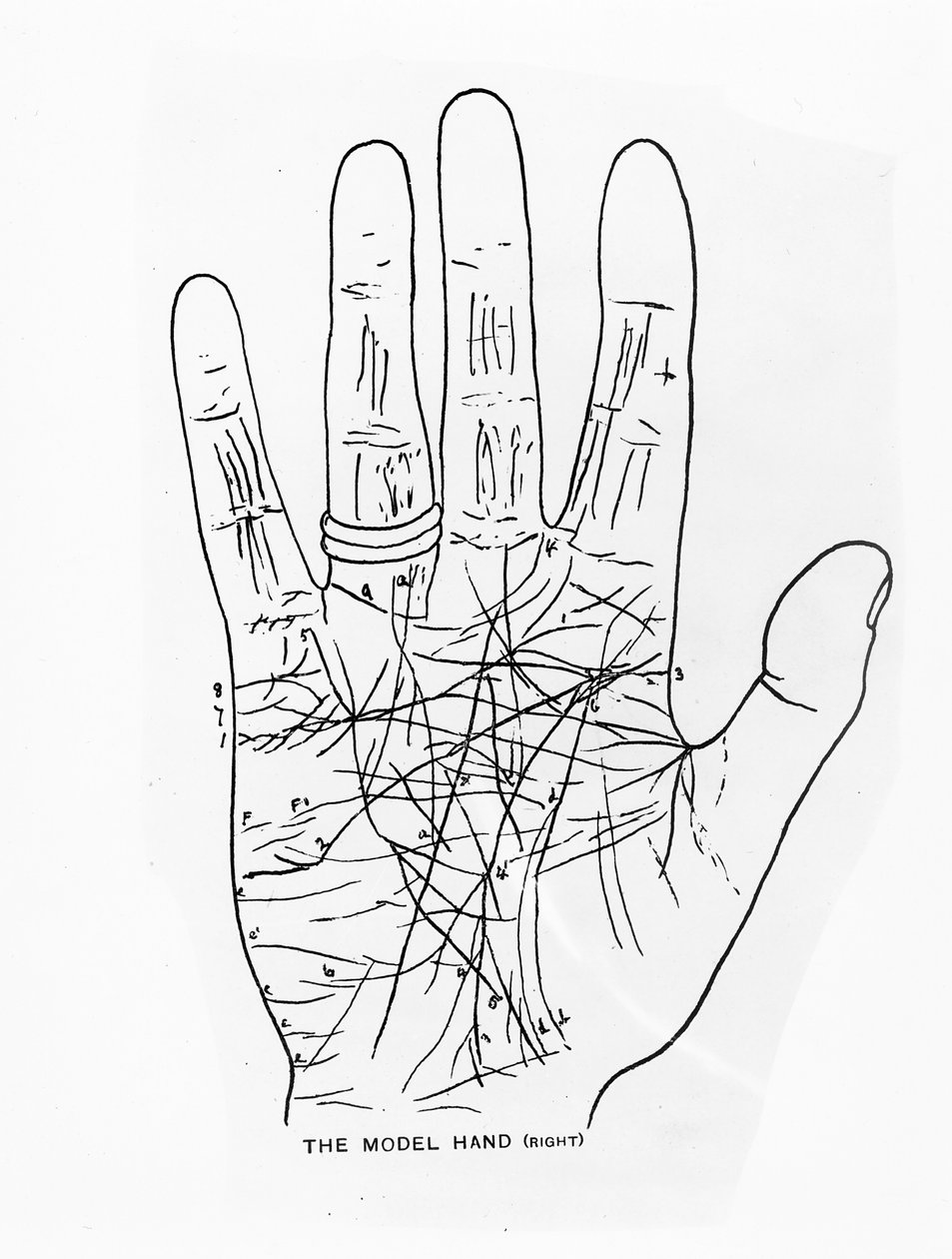 Das Modellhand (Rechts) von English School