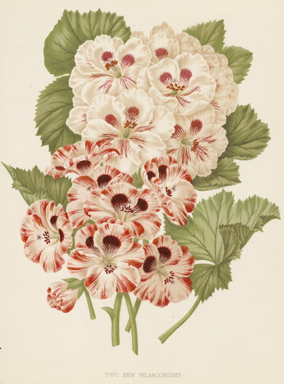 Zwei neue Pelargonien (Farblitho) von English School