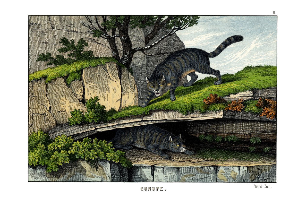 Wildkatze von English School