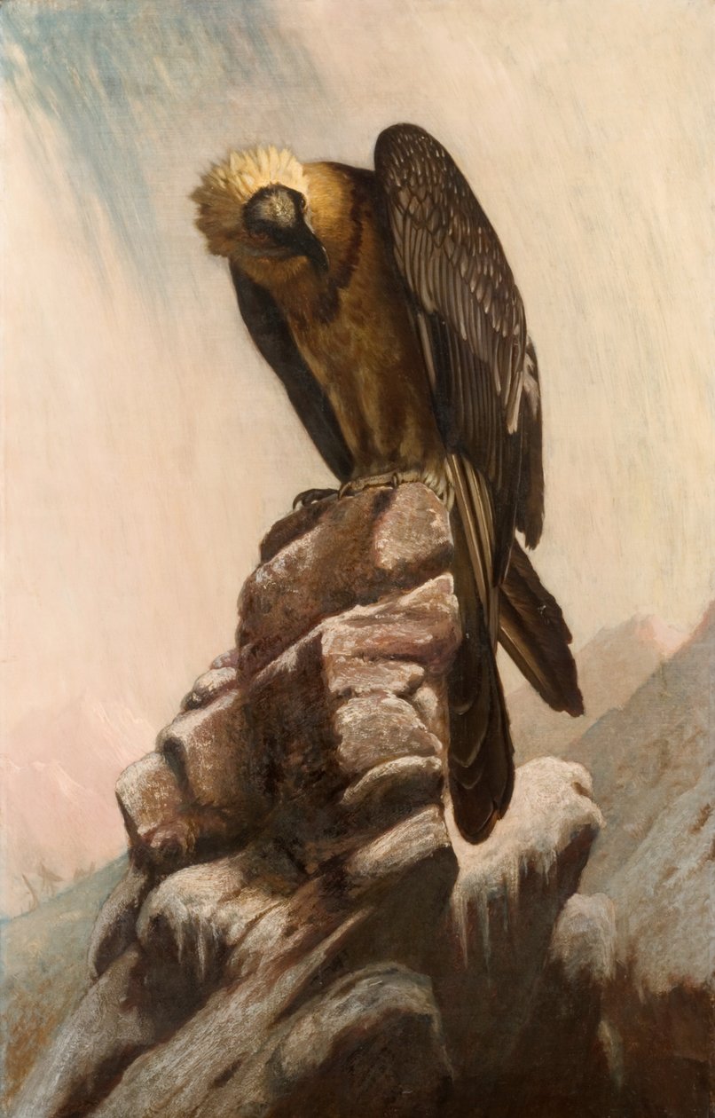 Adler auf Klippe von English School English School