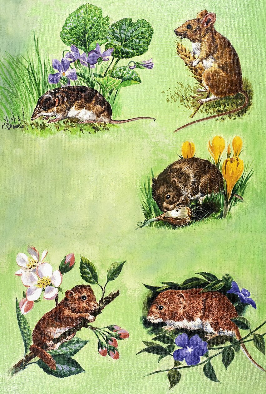Mäuse, Wühlmäuse und Spitzmäuse von Eric Tansley