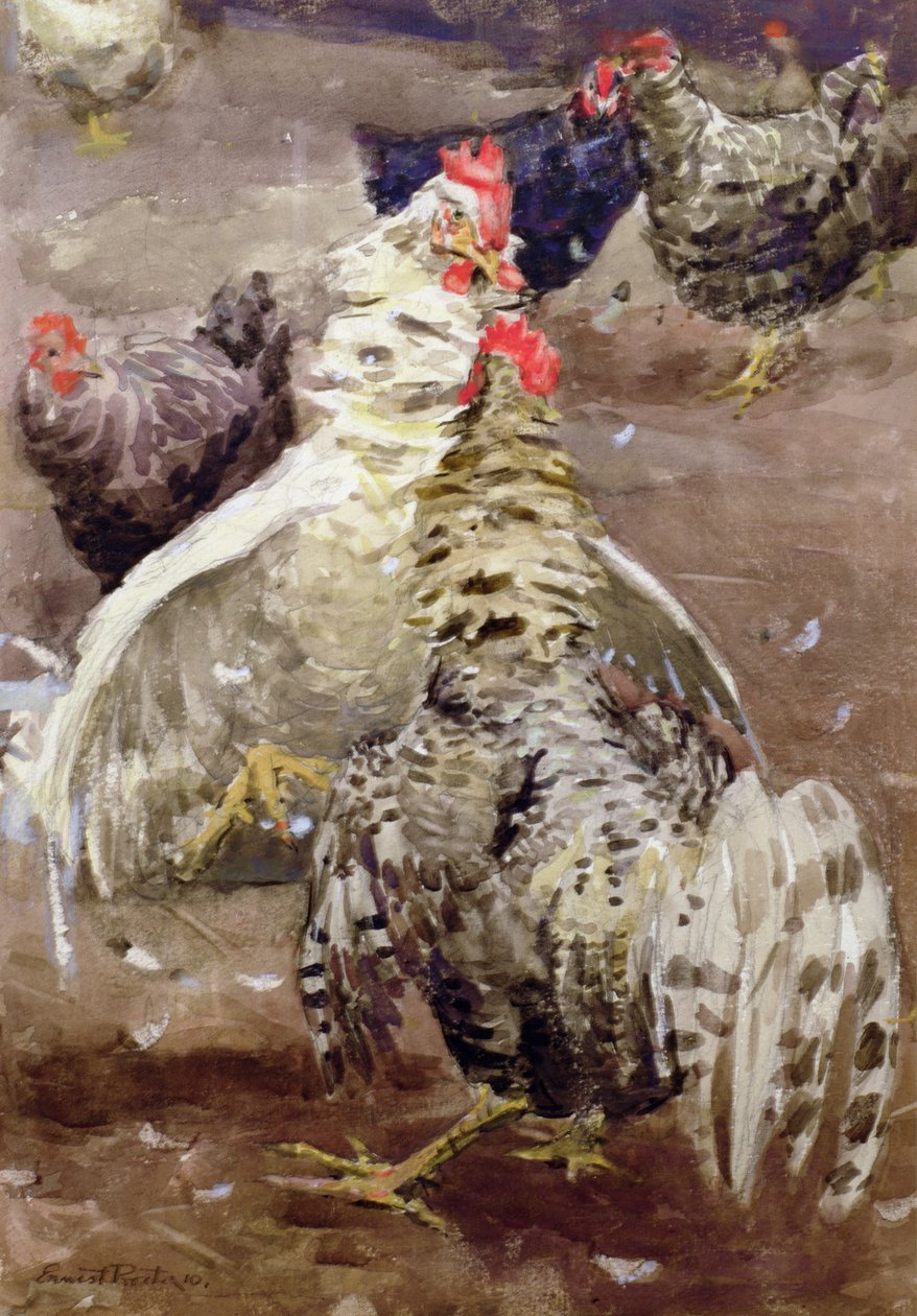 Hähne, 1910 von Ernest Procter