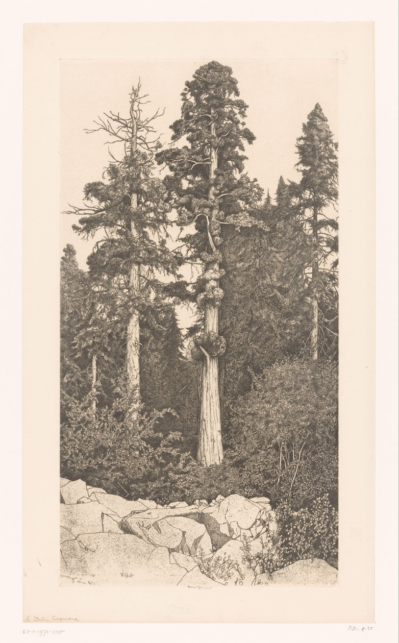 Sequoia-Baum von Ernest Haskell (signed by artist)