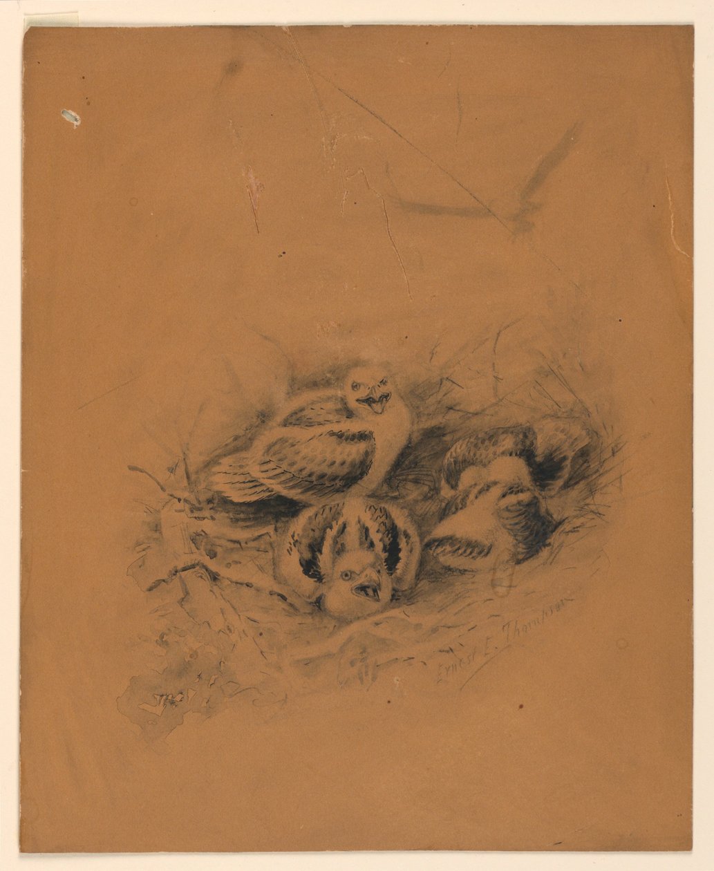 Vögel von Ernest Thompson Seton