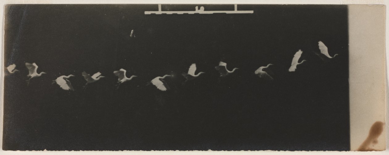Chronofotografie eines fliegenden Reihers von Etienne Jules Marey