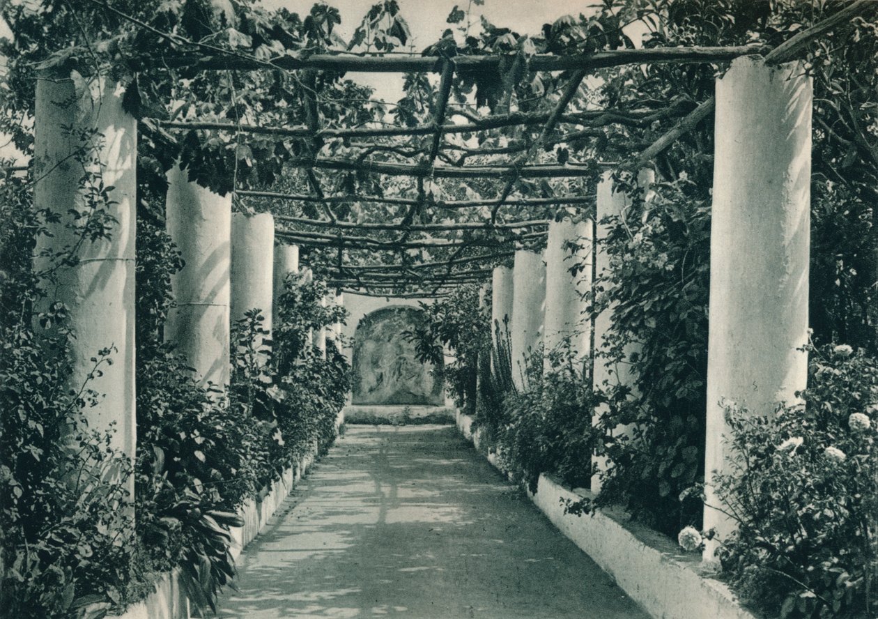 Pergola in einem Weinberg, Capri, Italien von Eugen Poppel