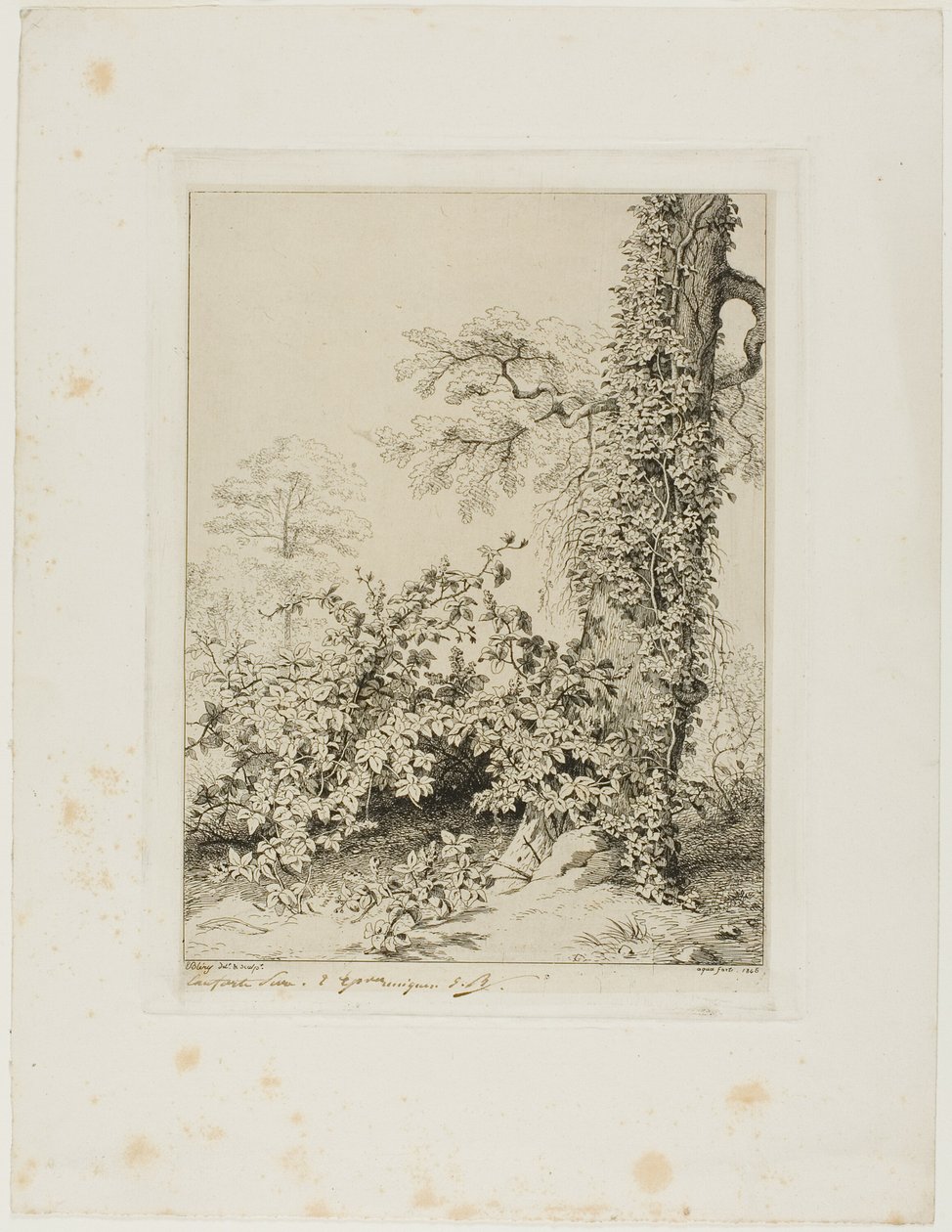Brombeere und Efeu von Eugene Bléry