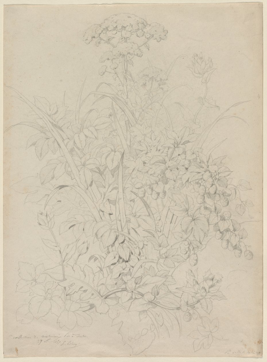Pflanzenstudie von Eugene Bléry
