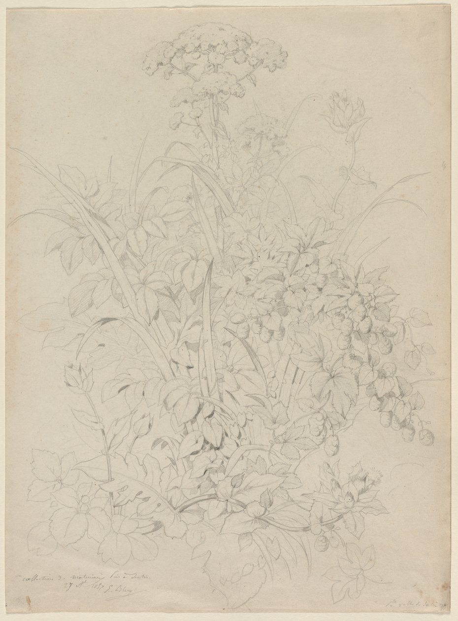 Pflanzenstudie von Eugene Bléry