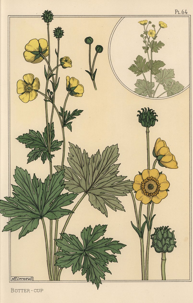 Butterblume, botanische Studie von Eugene Grasset