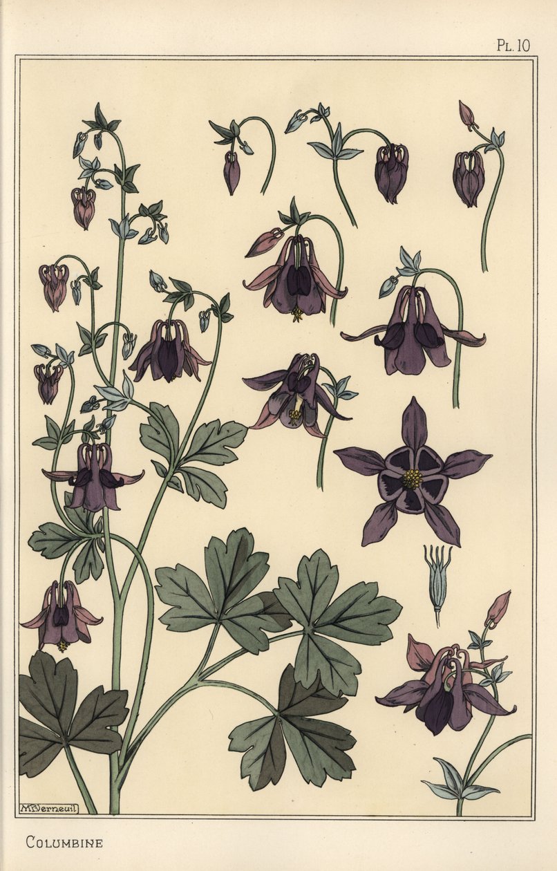 Akelei, Aquilegia vulgaris, Blütenteile von Eugene Grasset
