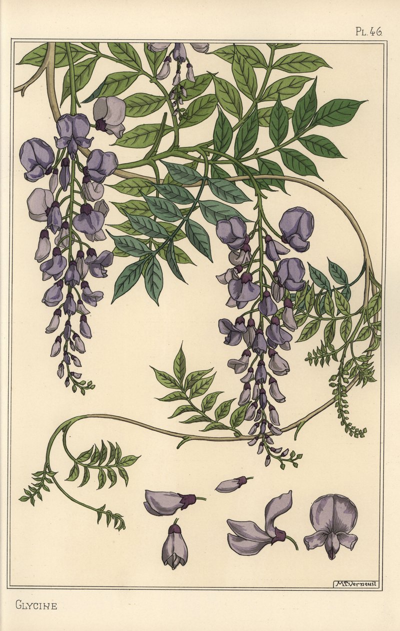 Glyzinie botanische Studie von Eugene Grasset