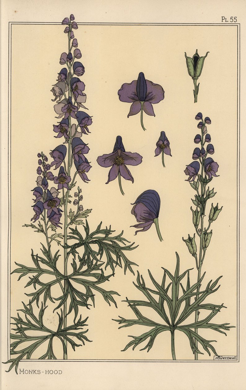 Eisenhut botanische Studie von Eugene Grasset