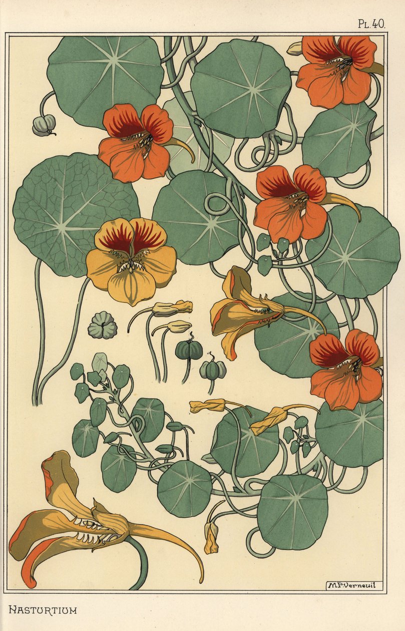 Kapuzinerkresse botanische Studie von Eugene Grasset