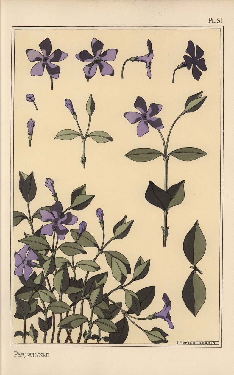 Immergrün botanische Studie von Eugene Grasset