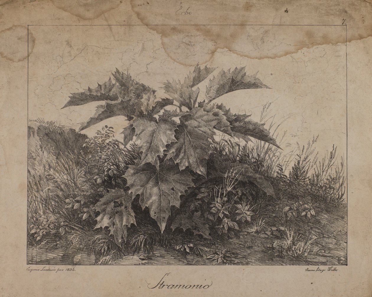 Stramonium von Eugenio Landesio
