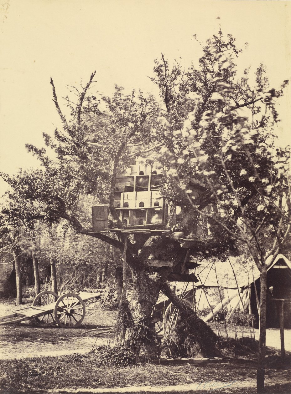 Taubenhaus im Baum von Eugène Colliau