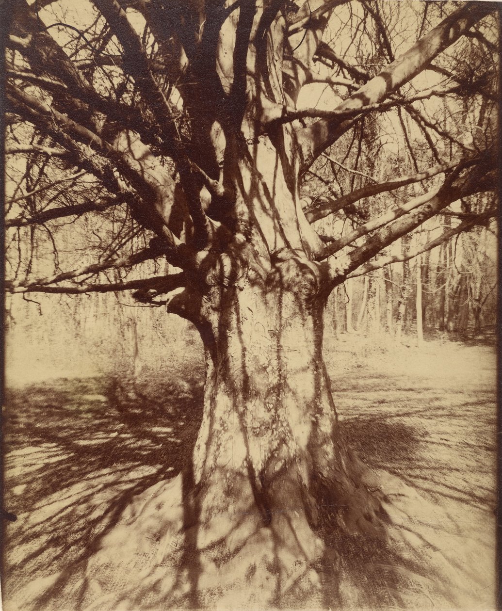 Buche von Eugène Atget
