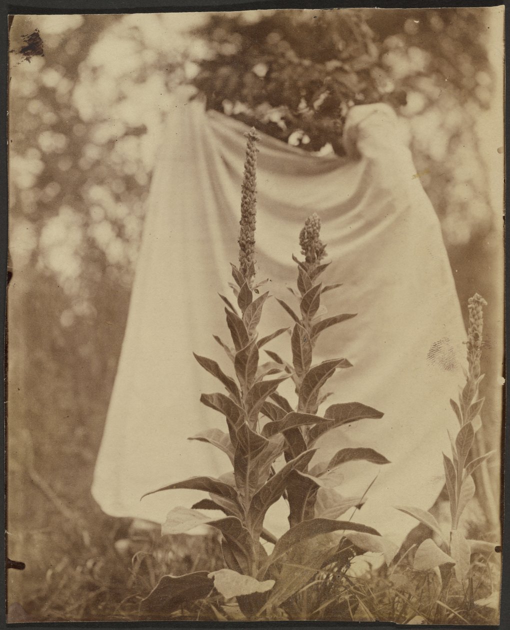 Königskerze (Bouillon Blanc) von Eugène Atget