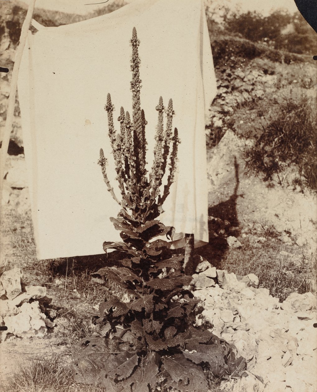 Blühender Königskerze von Eugène Atget