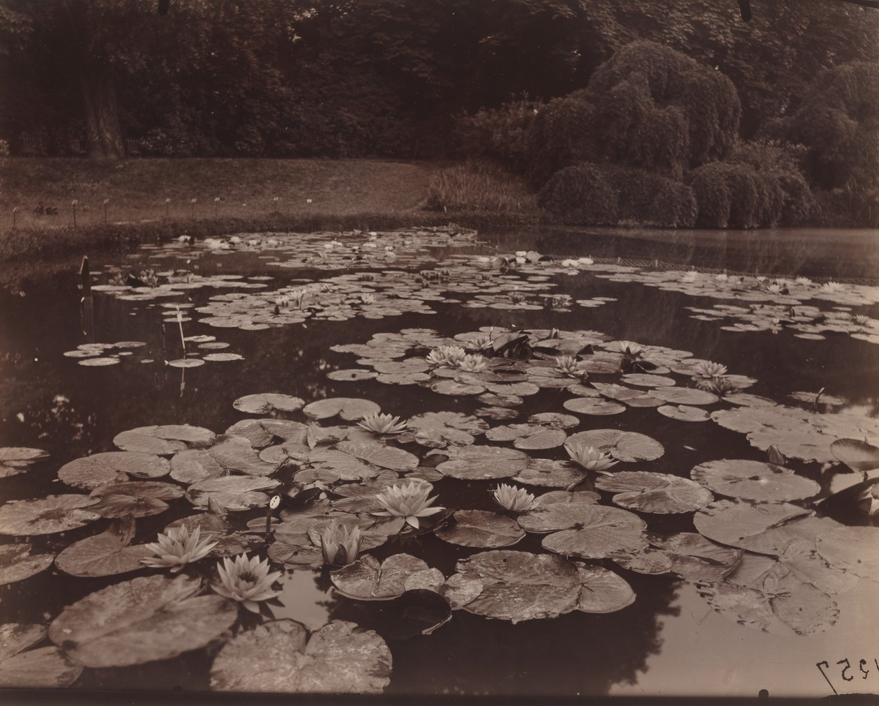Seerosen (Bagatelle) von Eugène Atget