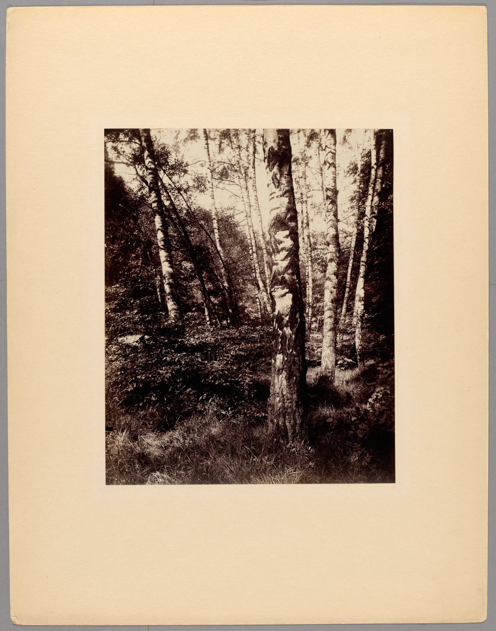 Parc de Saint-Cloud von Eugène Atget