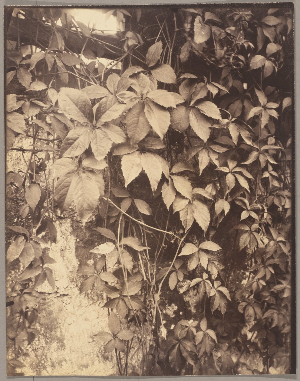 Wilder Wein von Eugène Atget