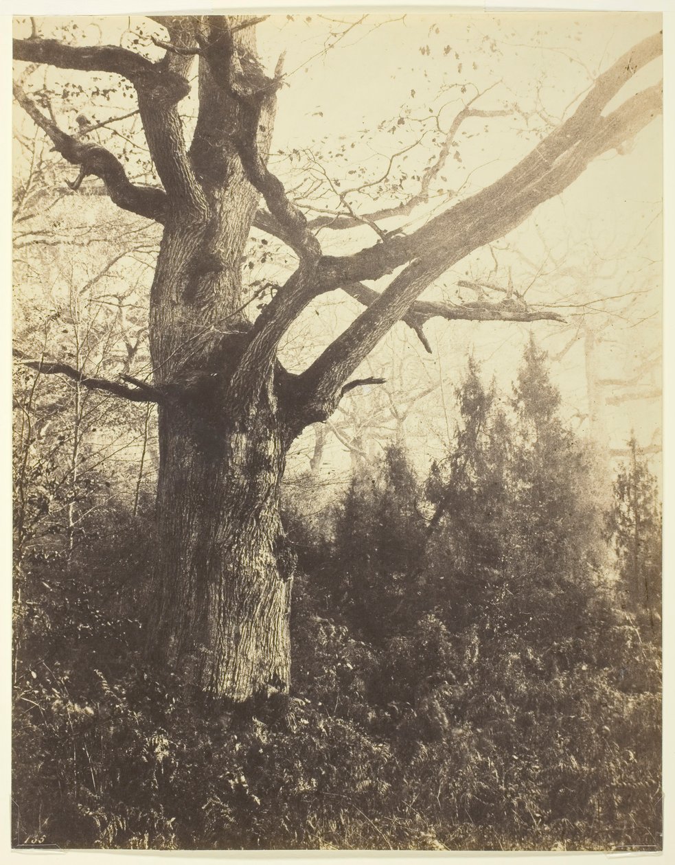 Ohne Titel [Baum], ca. 1860 von Eugène Cuvelier