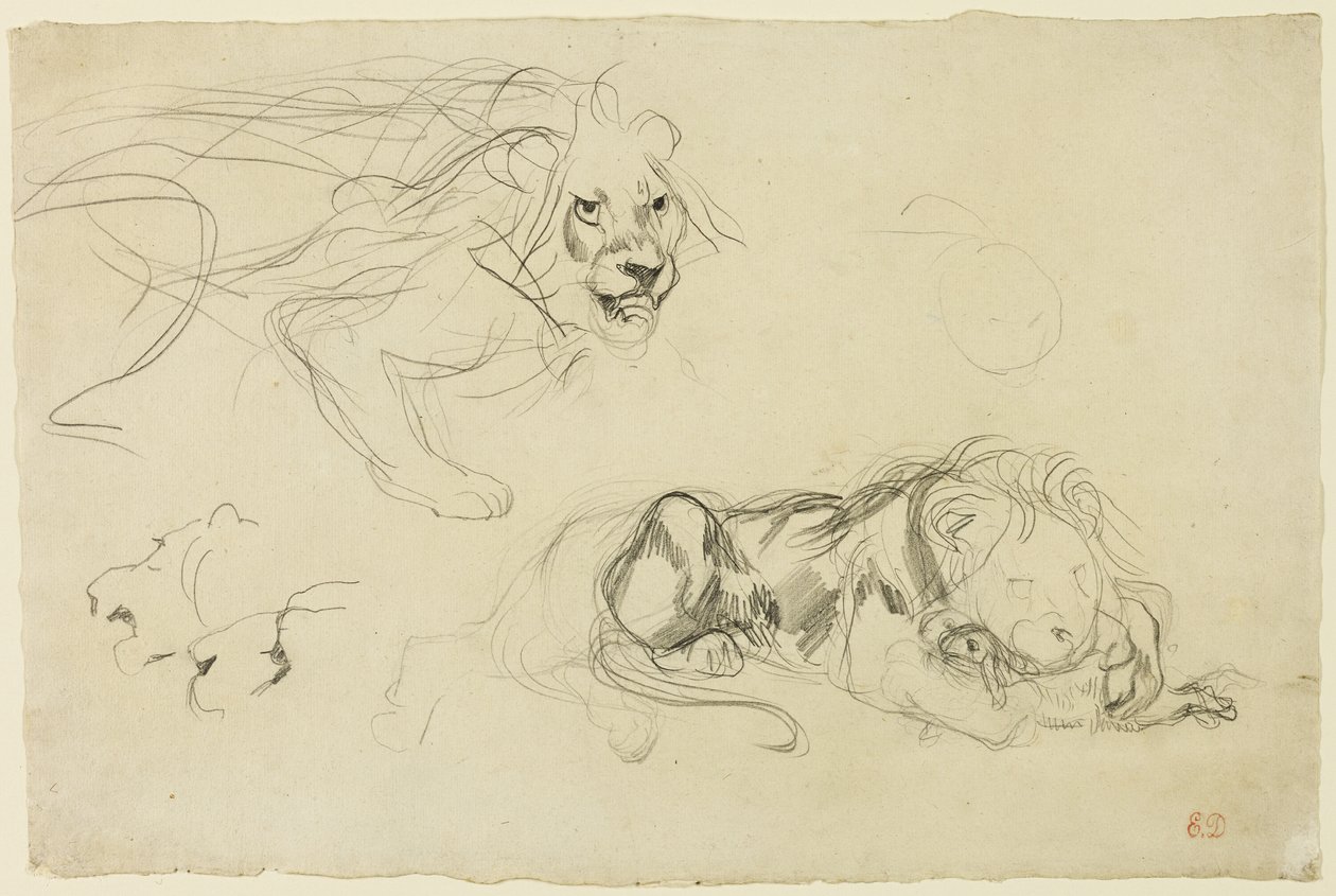 Studien von Löwen von Eugène Delacroix