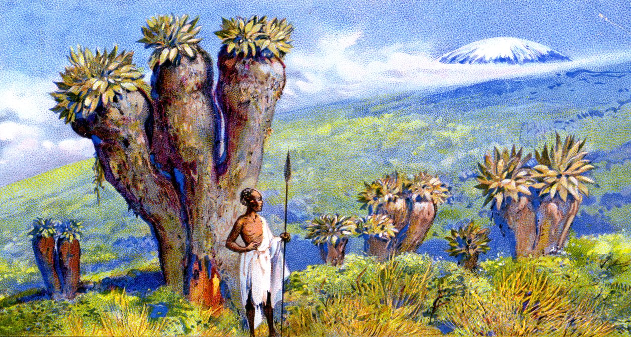 Riesen-Greiskraut, Kilimandscharo, Afrika von European School