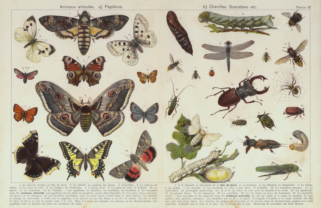 Insekten und andere Wirbellose von European School